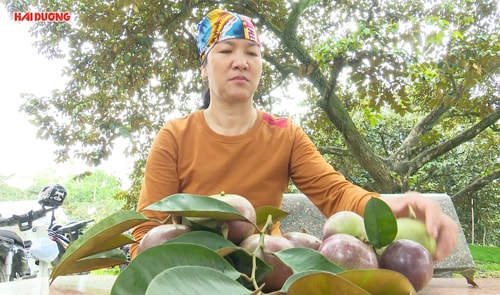 Vú sữa An Phụ vào mùa